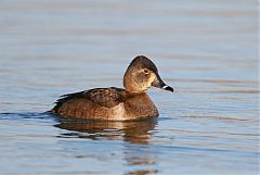 Ring-necked Duck